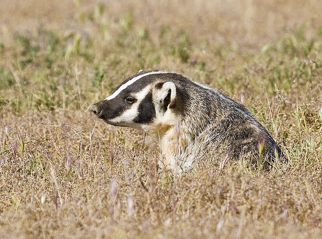  p>美洲獾(学名: i>taxidea taxus /i>):体长52-87厘米,尾长10-16厘米