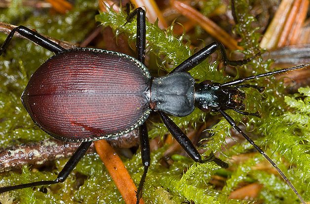  p>食蜗步甲(学名:scaphinotus angustic)是鞘翅目步甲科的 a href="