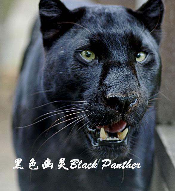  p data-id="tfwyatr3n0ff">黑豹,是食肉目猫科豹属哺乳动物,是金钱豹
