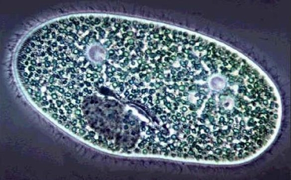  p>原生动物门(protozoa)是 a target="_blank" href="/item/原生生物