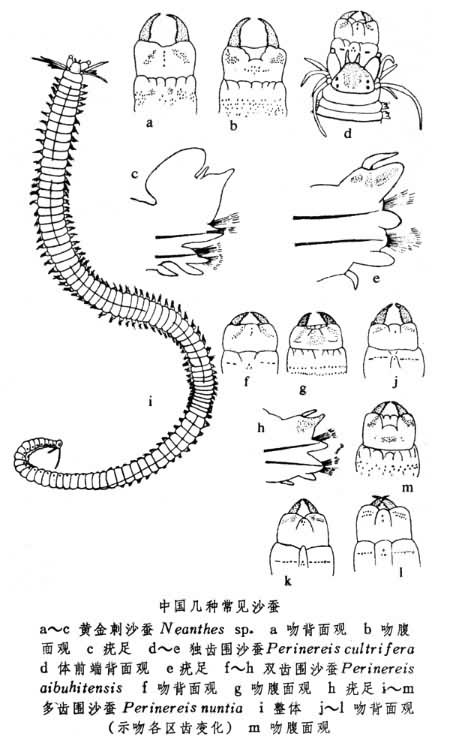  p>沙蚕在分类学上属于 a target="_blank" href="/item/环节动物门