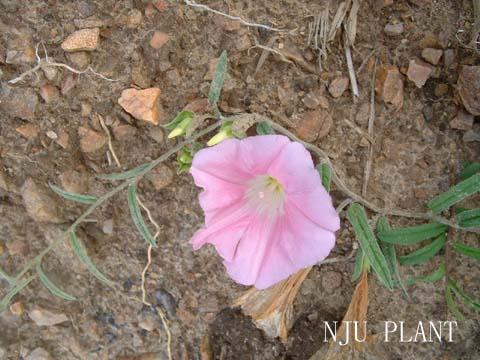  p>藤长苗,别名大夫苗,大夫子苗(山东),狗儿苗,毛胡弯(河南) 狗藤花