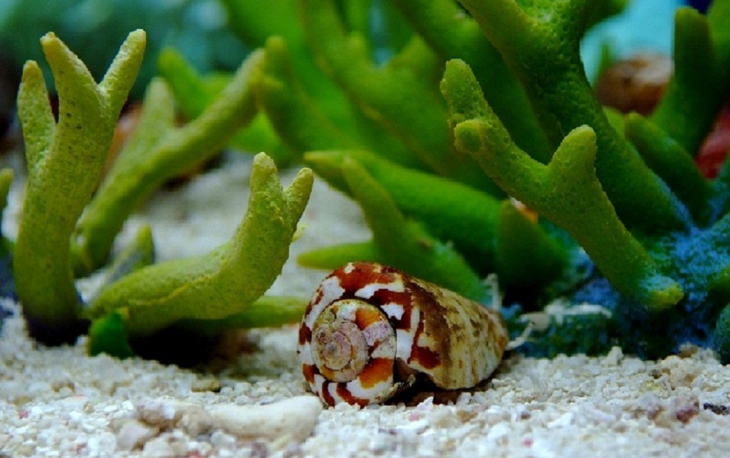  p>鸡心螺(cone snail)又叫"芋螺",主要生长于热带海域,一般多生活在