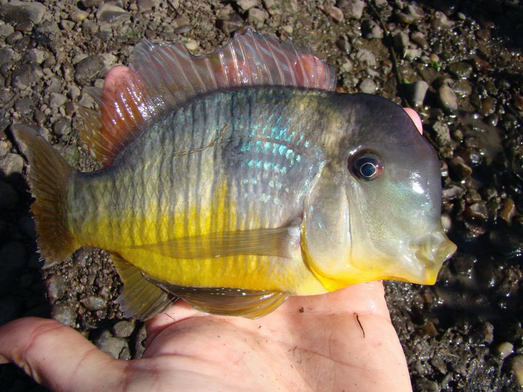  p>和尚鱼(geophagus balzanii):杂食性,体形圆润,个性温和接近于关刀