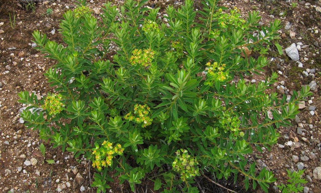 stellera chamaejasme linn.