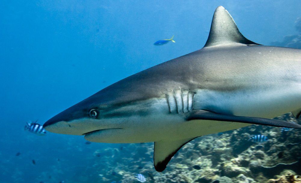 黑尾真鲨