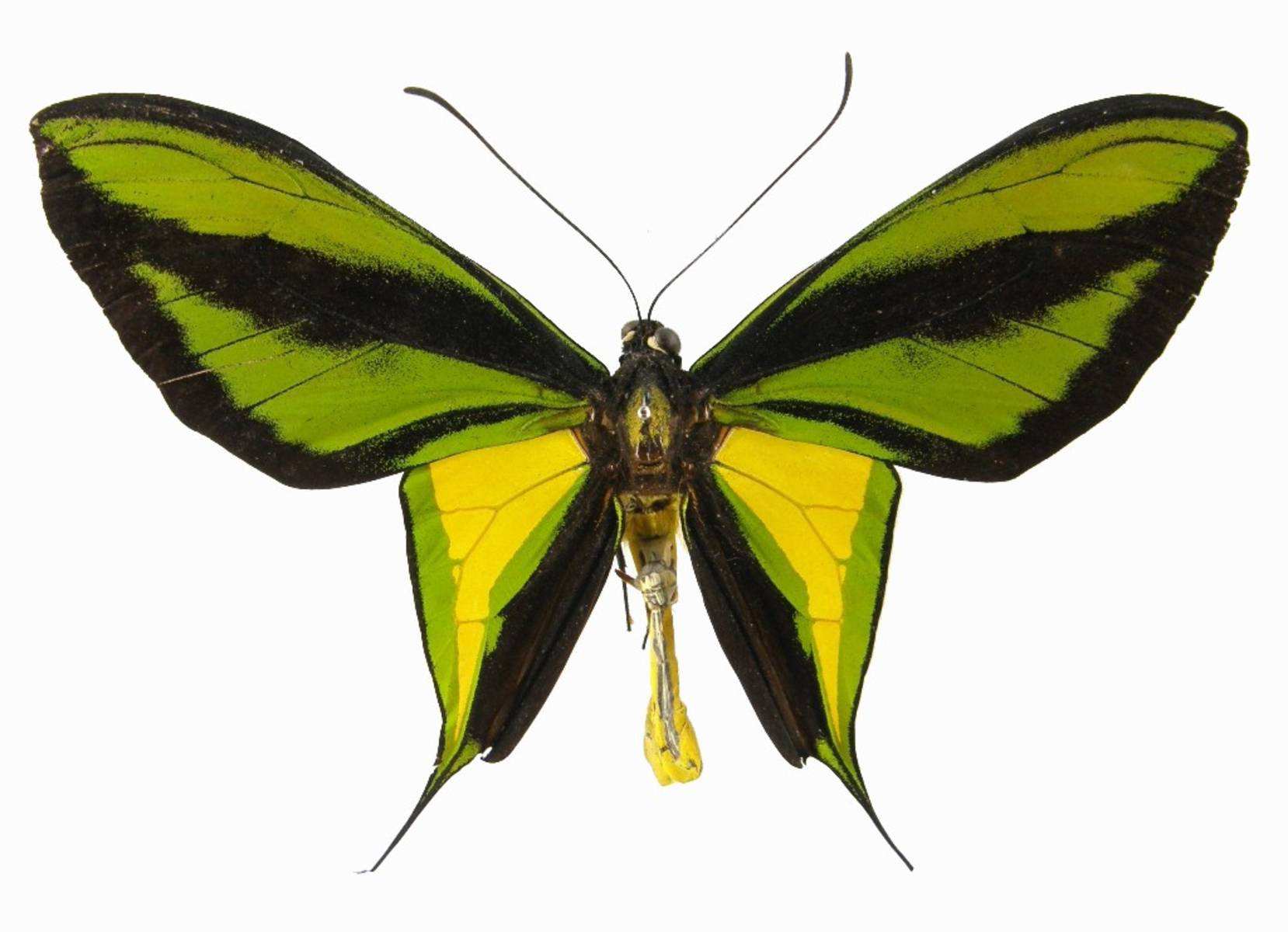 里氏满鸟翼凤蝶