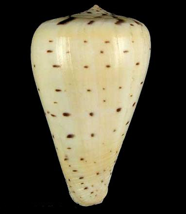  p>乳白别致芋螺是一种新腹足目,芋螺科类生物,螺壳尺寸60 - 90 mm.