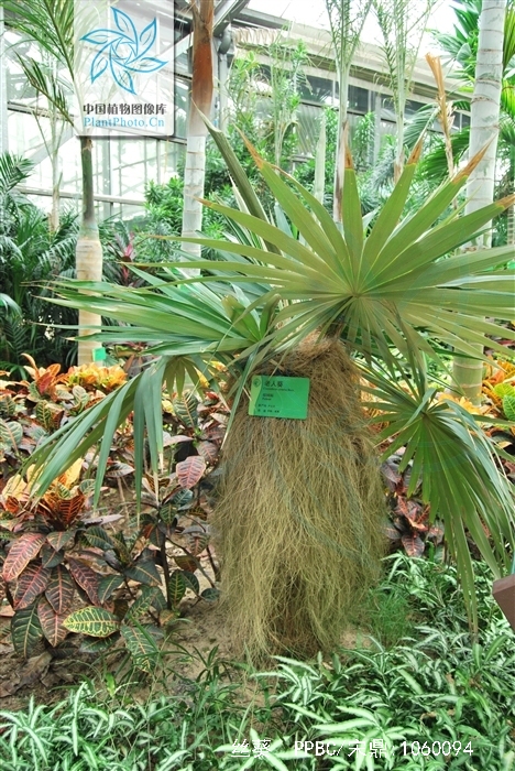 是棕榈科丝葵属植物.