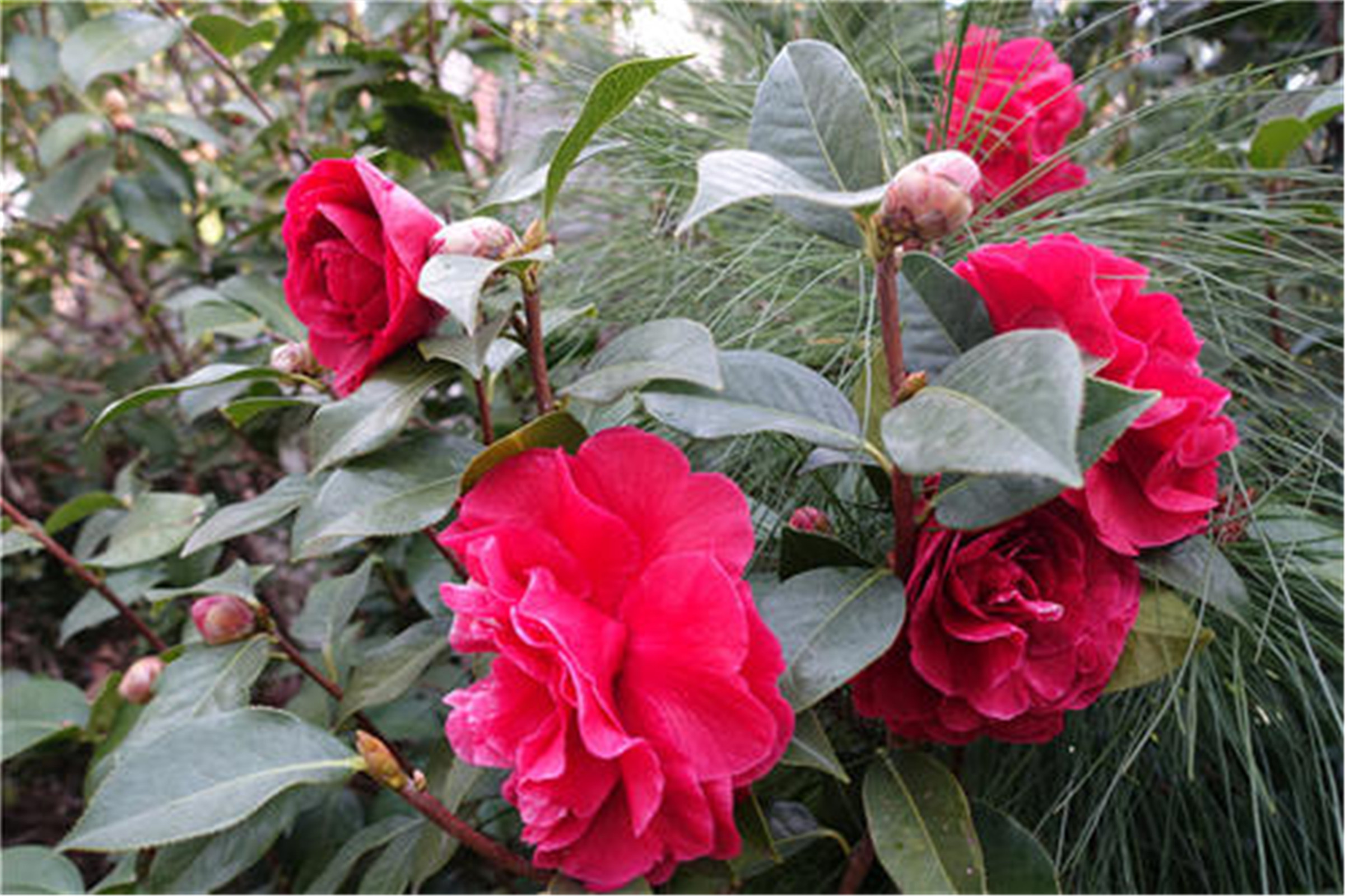  p>朱砂紫袍:是 a target="_blank" href="/item/茶花/315158" data