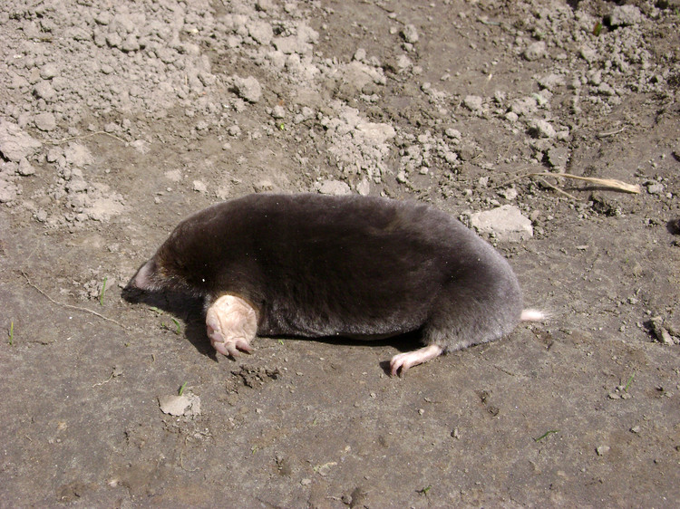 parascaptor  leucura