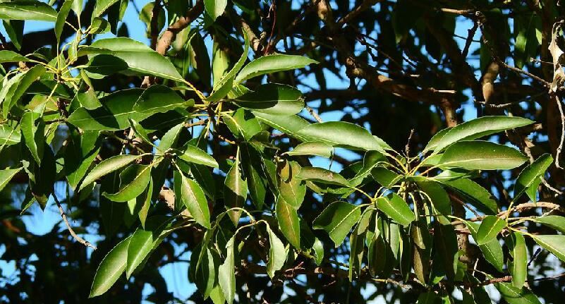 tristania conferta r. br.