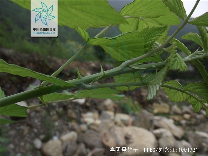 喜阴悬钩子