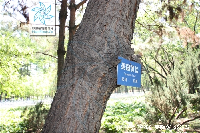  p>西黄松(学名: i>pinus ponderosa /i> dougl. ex laws.