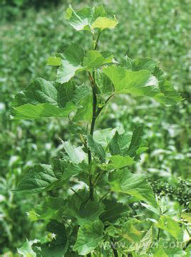 角叶鞘柄木(原变种)