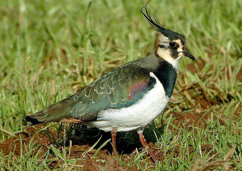  p>凤头麦鸡(学名: i>vanellus vanellus /i>):中型 a href="#" data