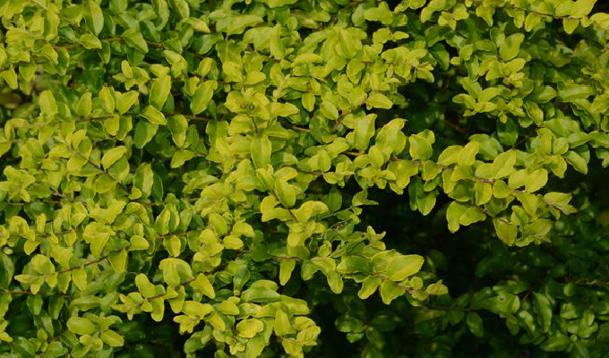 是 a href="#">木犀科 /a>女贞属的半常绿灌木. /p>