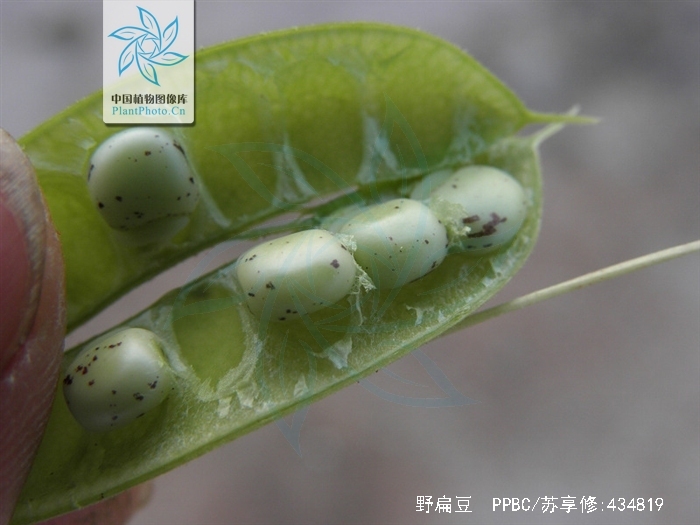 为豆科植物毛野扁豆 i>dunbaria  villosa /i> (thunb.