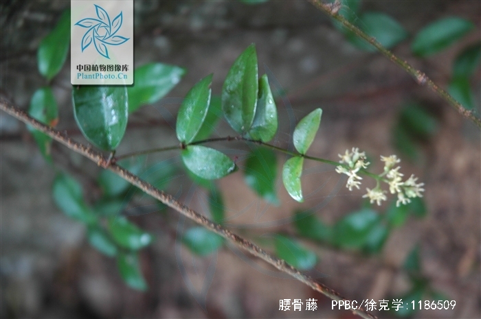  p>腰骨藤,中药名.