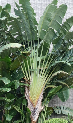 ravenala madagascariensis