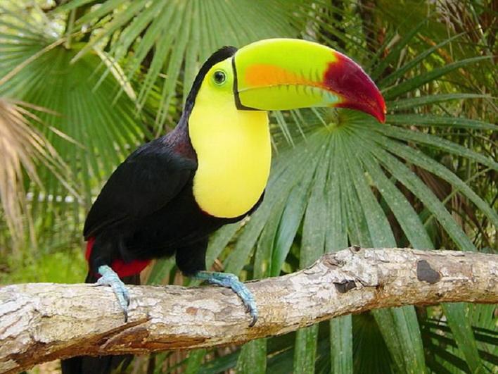  p>巨嘴鸟(学名:toucans )又名鵎鵼,属巨嘴鸟亚目的鸟类动物.