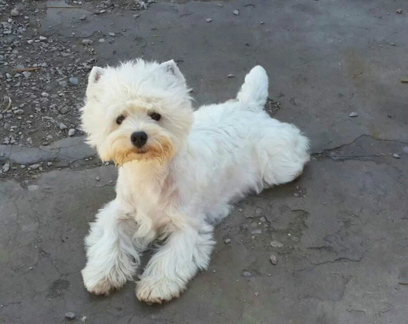  p>西高地白梗是一种小体型,爱玩的,坚定的 a href="#" data-lemmaid=