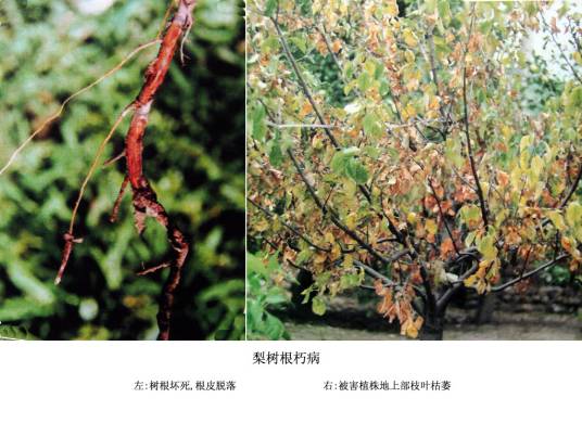 梨根朽病_百度百科