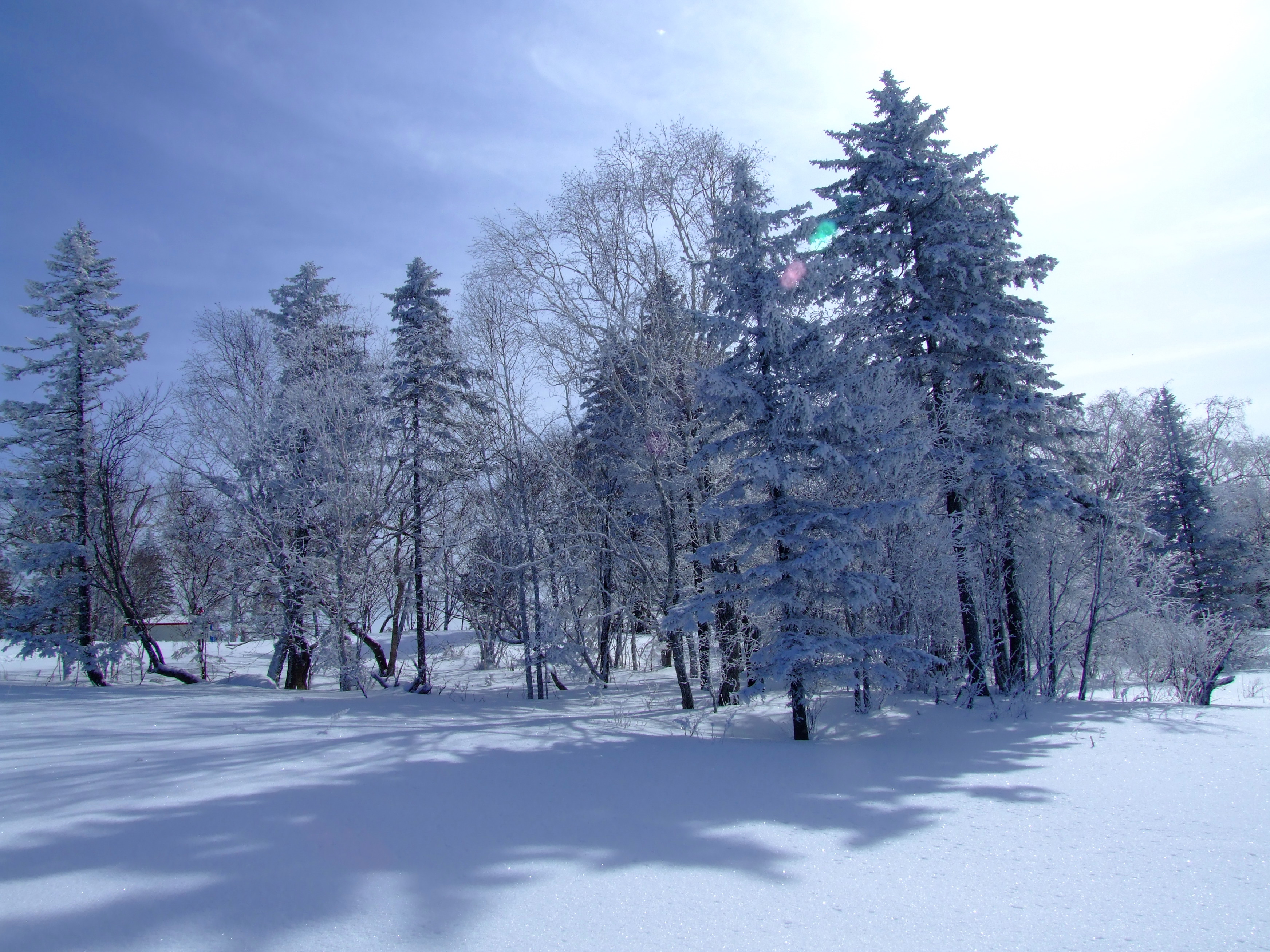南京雪松