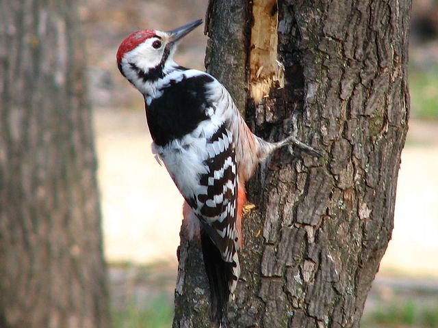 white-backed woodpecker