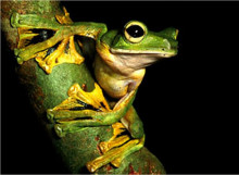 无尾类 百度百科