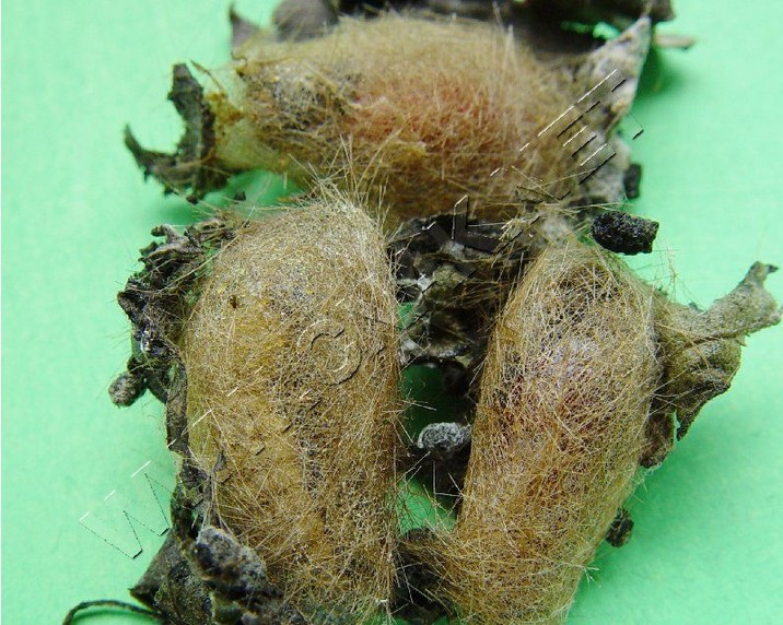  p>红缘灯蛾( i>aloa lactinea /i>&nbsp;cramer,1777)是灯蛾科