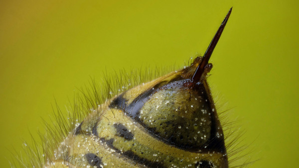 一般指 a data-lemmaid="37730">蜜蜂 /a>腹部末端的 a>螫针 /a> /p>