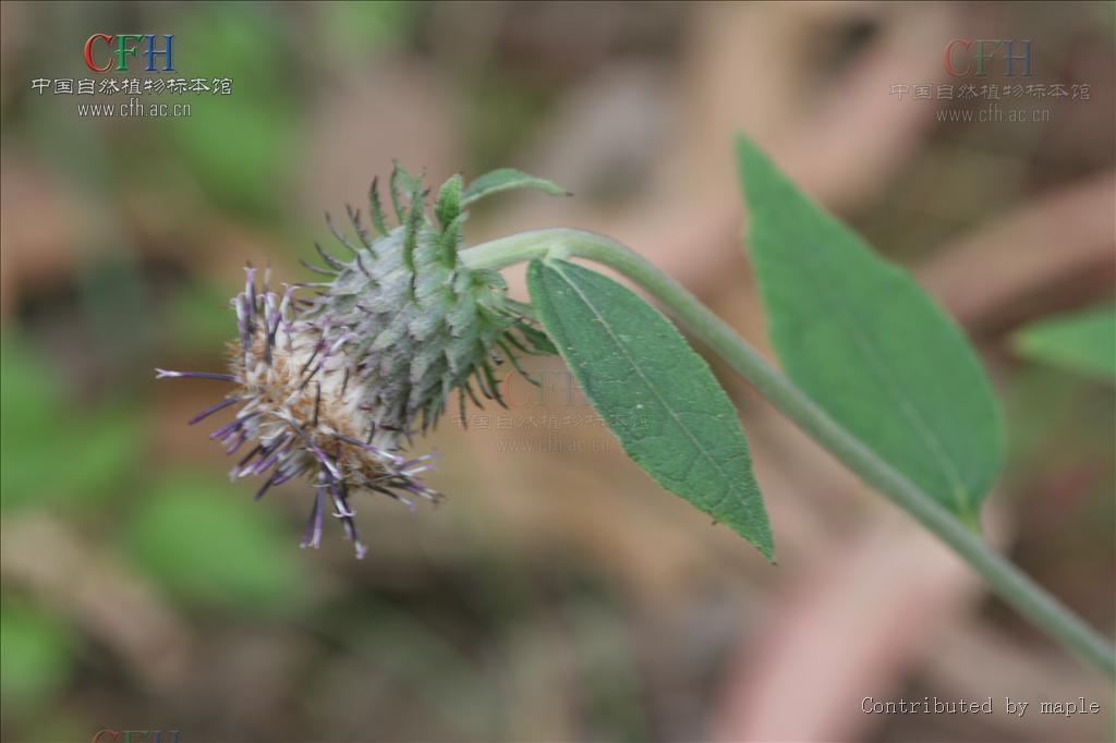 三角叶须弥菊