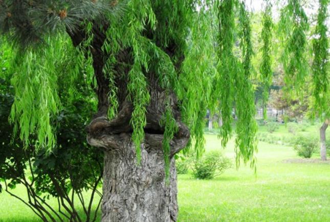  p>食人柳,即 a target="_blank" href="/item/奠柏/718270" data