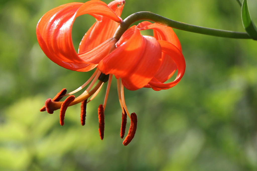  p>线叶百合,又名细叶百合,为植物细叶百合的鳞茎,分布于黑龙江,吉林