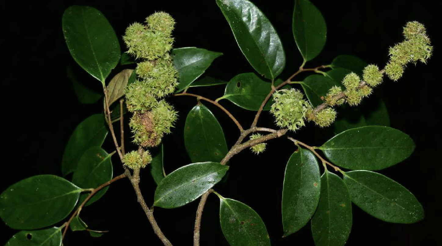  i>castanopsis faberi  /i>hance)是 a>壳斗科 /a> a>锥属 /a>植物