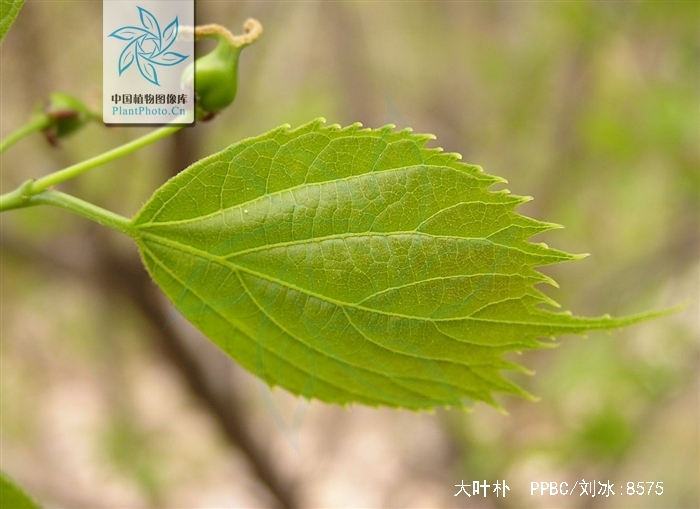  p>大叶朴(学名: i>celtis koraiensis /i> nakai)是 a>榆科 /a>朴属
