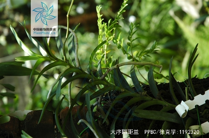  p>大序隔距兰(学名: i>cleisostoma paniculatum /i>  (ker-gawl.