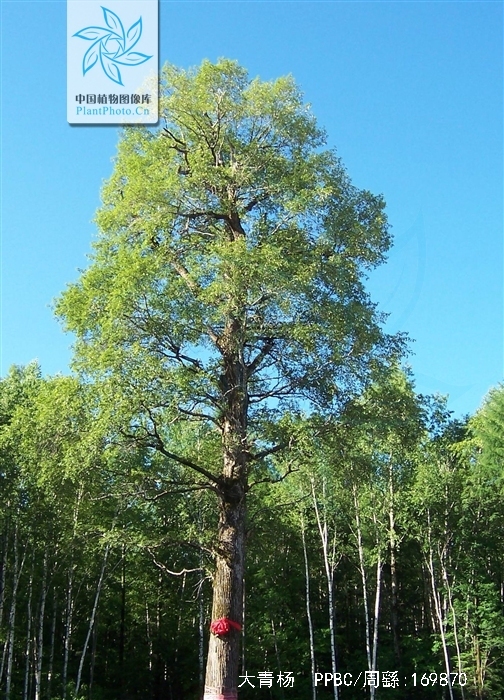 populus ussuriensis kom