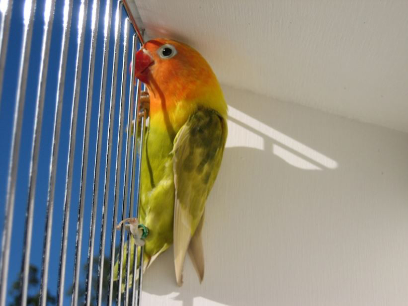  p>桃脸牡丹鹦鹉(学名: i>agapornis roseicollis /i>):体长一般在15
