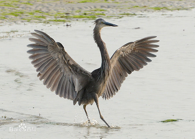  p>大嘴鹭(学名: i>ardea sumatrana /i>)是一种大型 a href="#" data