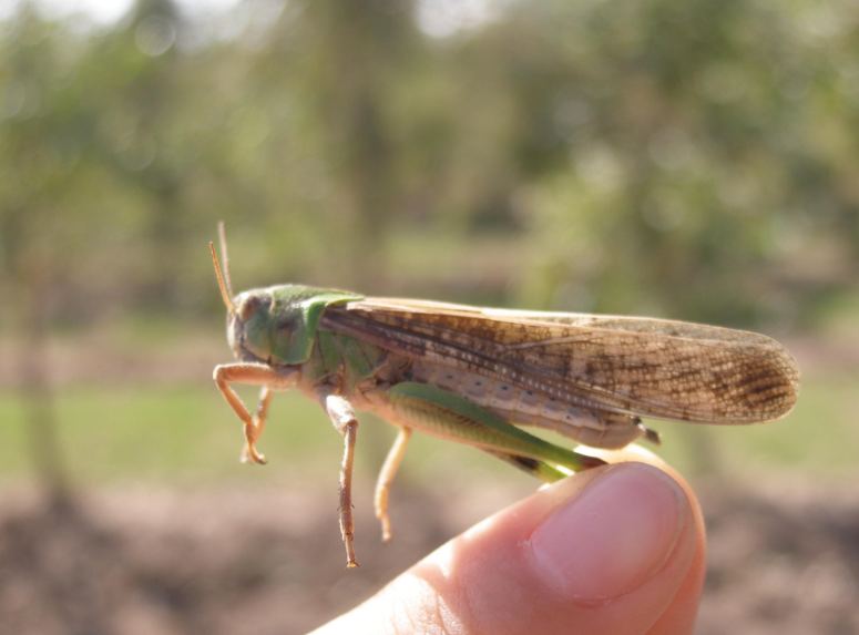 p>亚洲飞蝗(学名:locusta migratoria l.