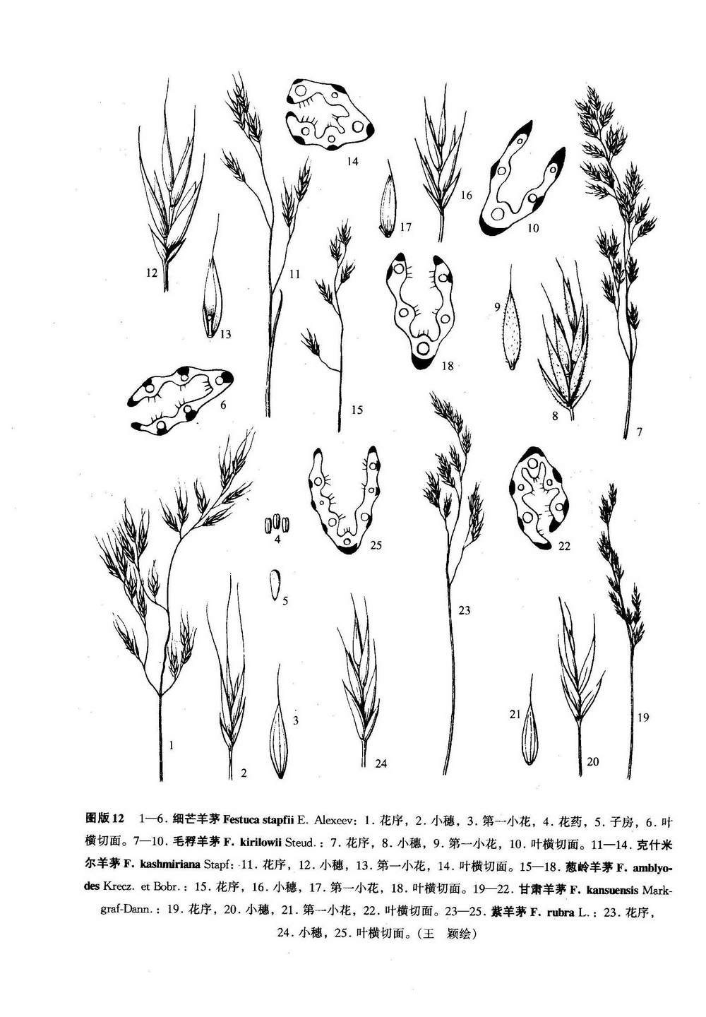  p>紫羊茅(学名: i>festuca rubra /i> l.