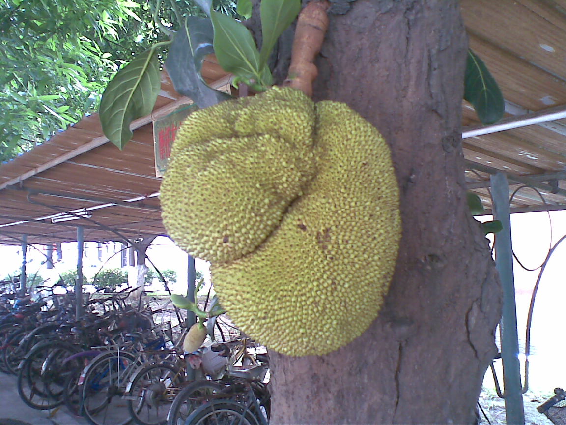  p>尖蜜拉(champedak),又名小木菠萝,是桑科木菠萝属植物,原产于