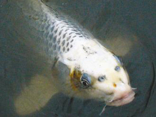 id="gnavdpx616">"人面"锦鲤,表面色彩鲜艳,花色似锦,因长相好像人 