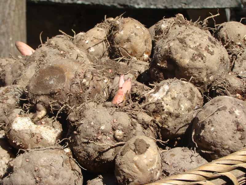 金丝峡国家森林公园