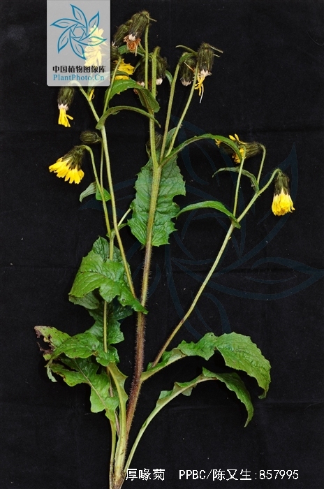  i>dubyaea hispida /i>)是菊科 a href="#">厚喙菊属 /a>植物,一般高