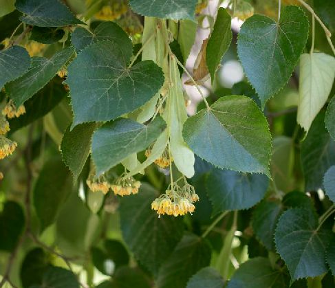 是椴树科,椴属 a target="_blank" href="/item/乔木/33239" data