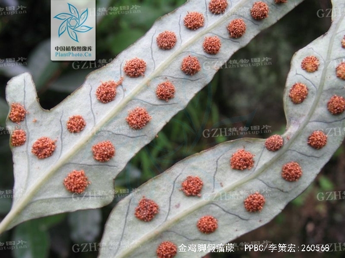  p>金鸡脚假瘤蕨(学名: i>selliguea /i>  i>hastata /i> (thunb.) h.