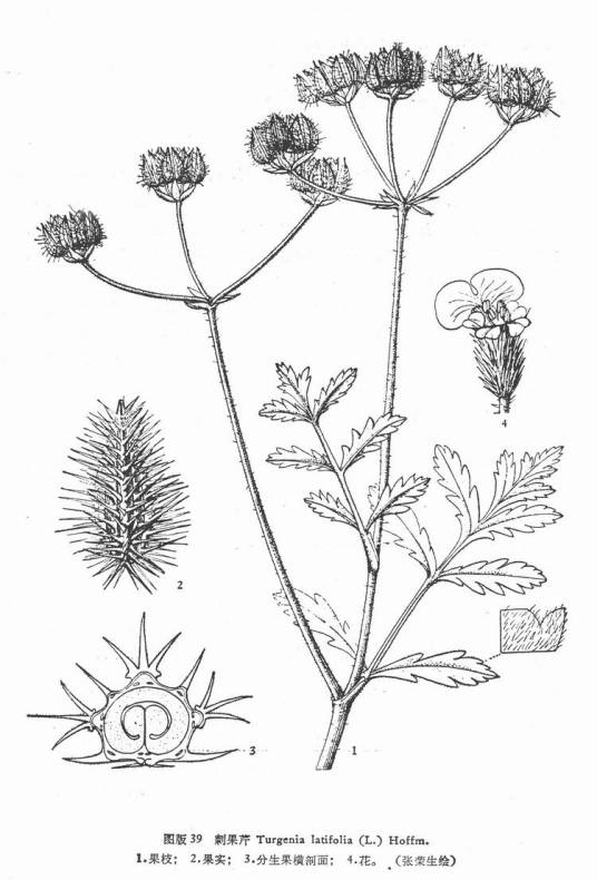 刺果芹_百度百科